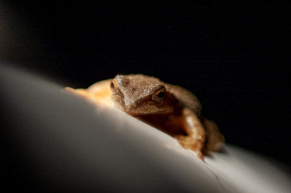 上原亚衣在线 上原亚衣在线