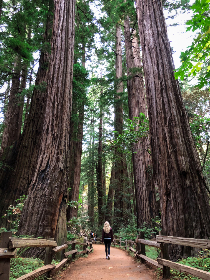 磁力猫下载 磁力猫下载